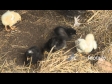 Chicks 1 1709